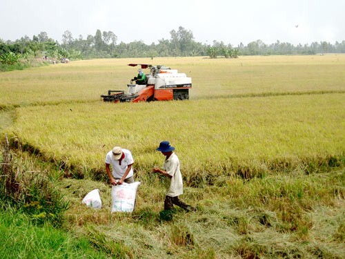 Rice harvest in Dong Thap province, the Mekong Delta (Photo: SGGP)